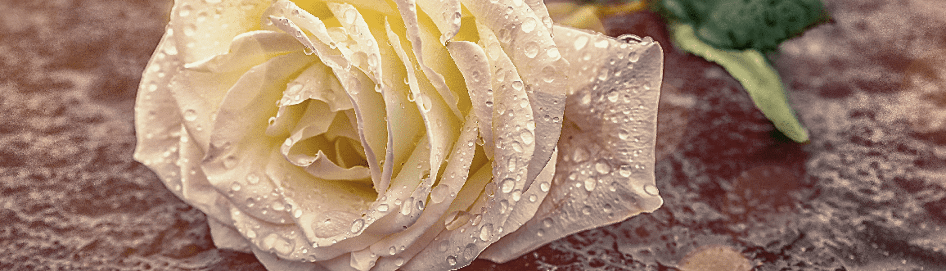 Witte roos ter gedachtenis aan een sterrenkindje