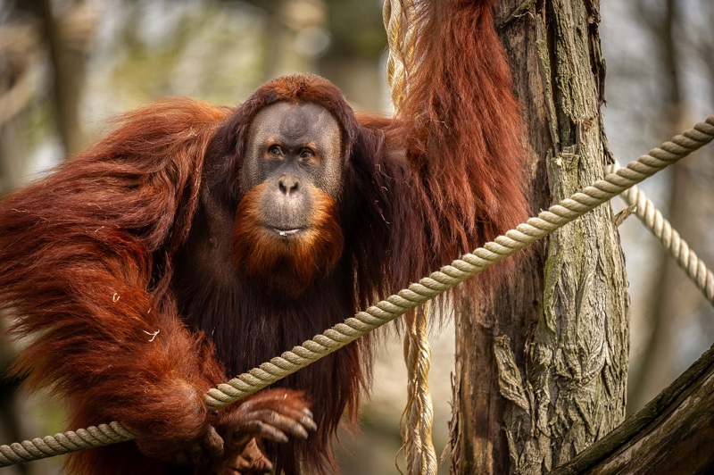 Zoo Planckendael Nieuw
