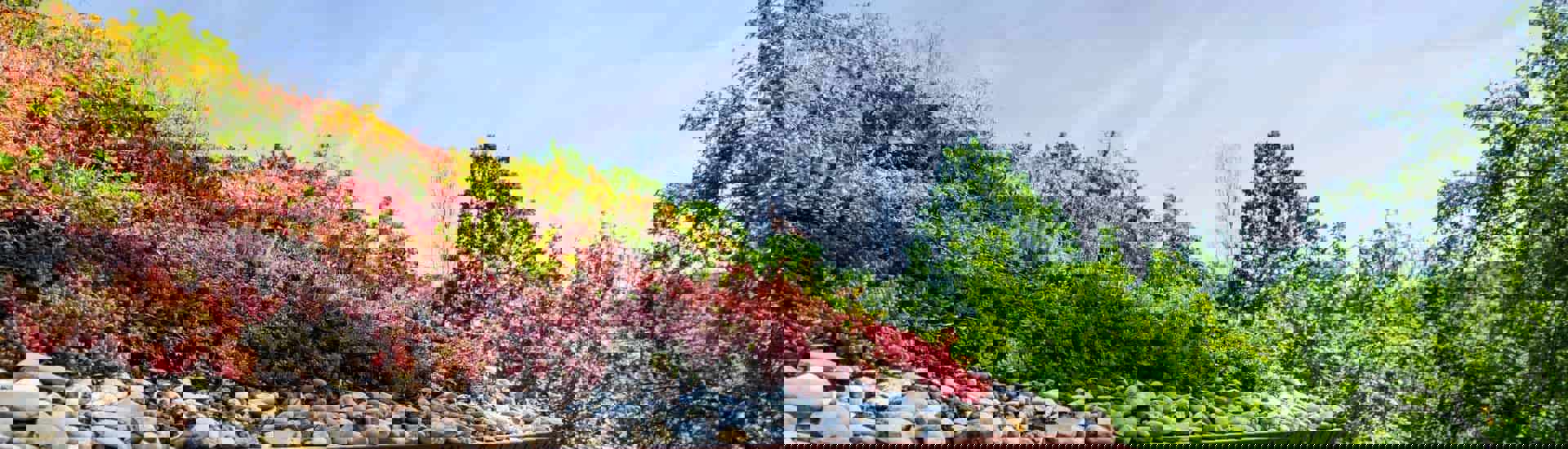 Groen dak: tuingevoel zonder tuin