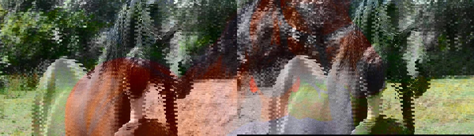 Alexander op The Old Horses Lodge tijdens time-out