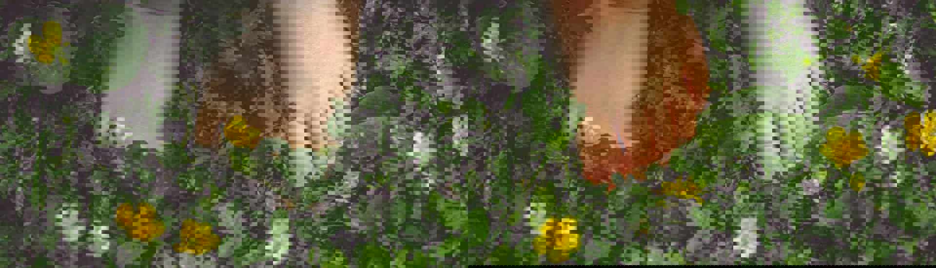 Kindervoetjes in het gras: pas op voor een wespensteek!