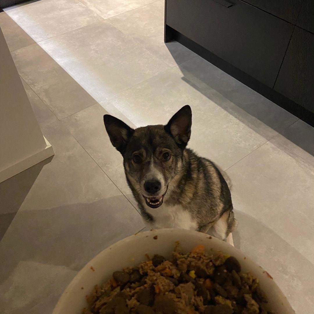 Butternut Box Uitgetest Hond Millo Etensbak Vol Etenstijd